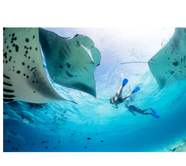 Maldivler Dalış Turu