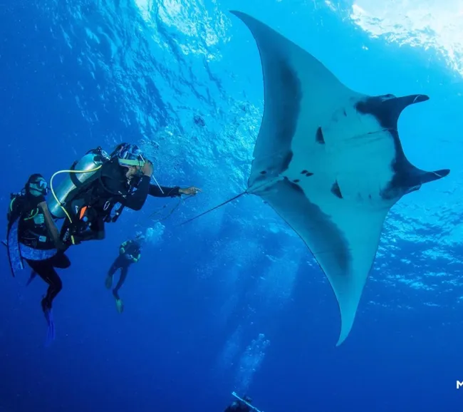 Maldivler Dalış Turu