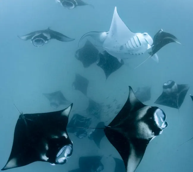 Maldivler Dalış Turu