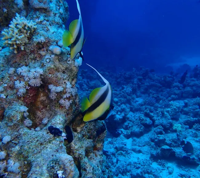 KUZEY KIZILDENİZ DALIŞ TURU