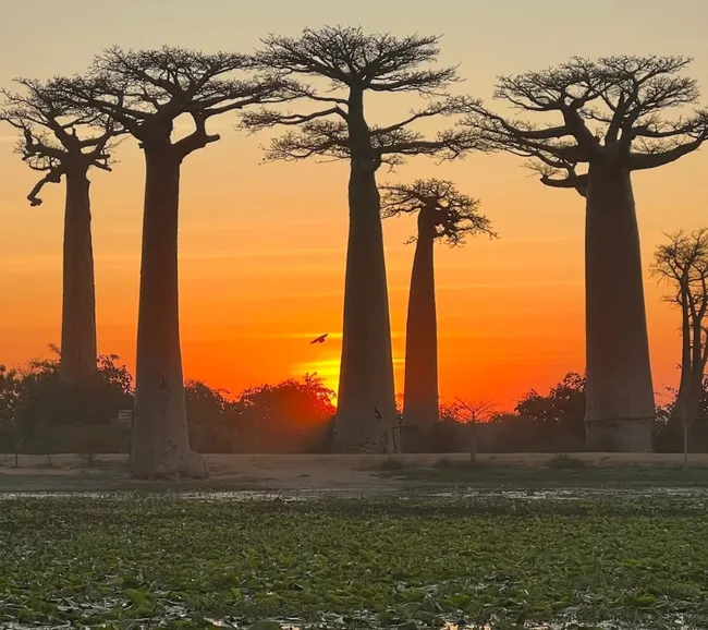 Madagaskar Dalış Turu