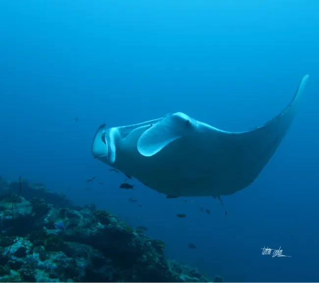 Maldivler Dalış Turu