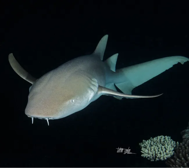 Maldivler Dalış Turu