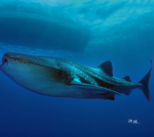 Maldivler Dalış Turu