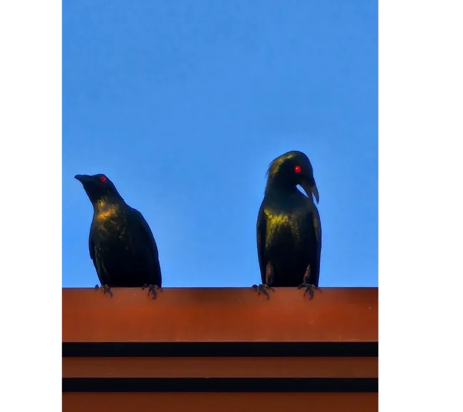 Filipinler Moalboal Dalış Turu