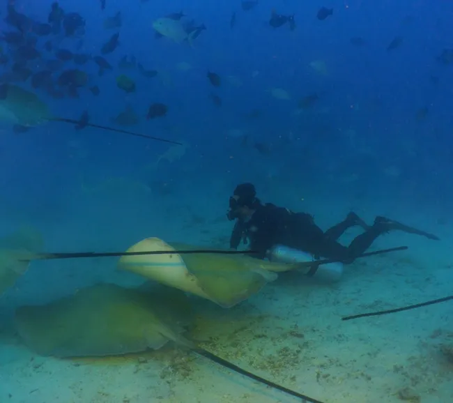 Maldivler Dalış Turu 2027