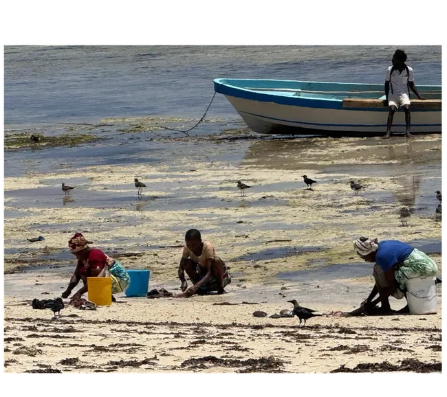 Kenya Dalış & Safari Turu