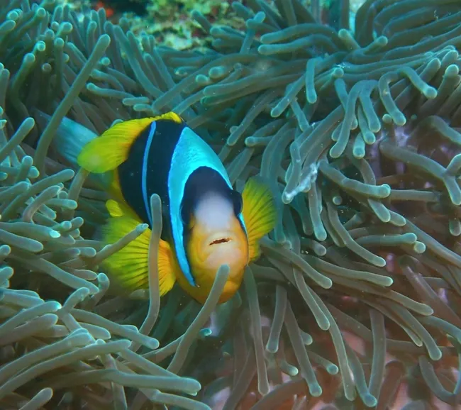 Kenya Dalış & Safari Turu