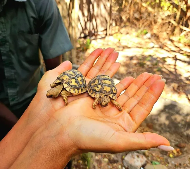 Kenya Dalış & Safari Turu