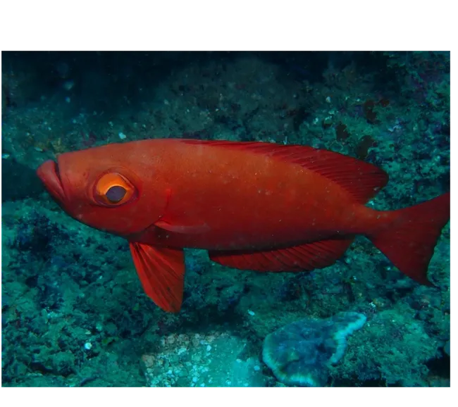 Kenya Dalış & Safari Turu