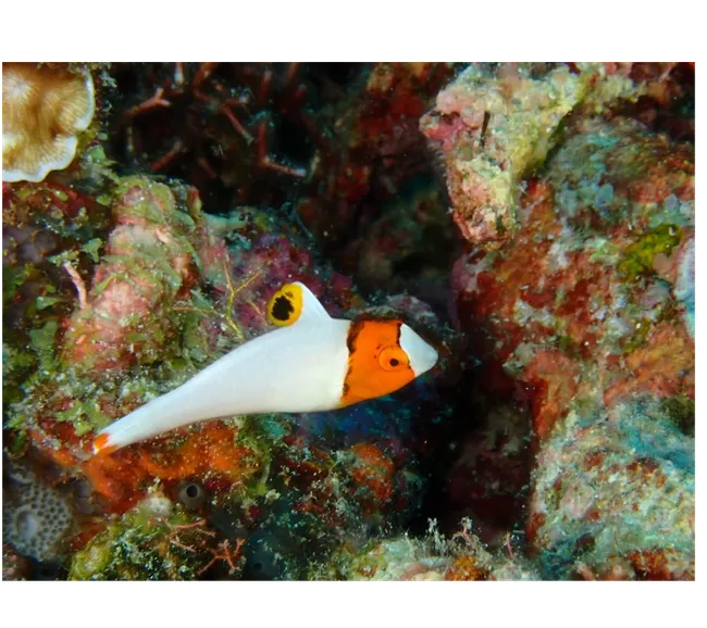 Filipinler Moalboal Dalış Turu 2