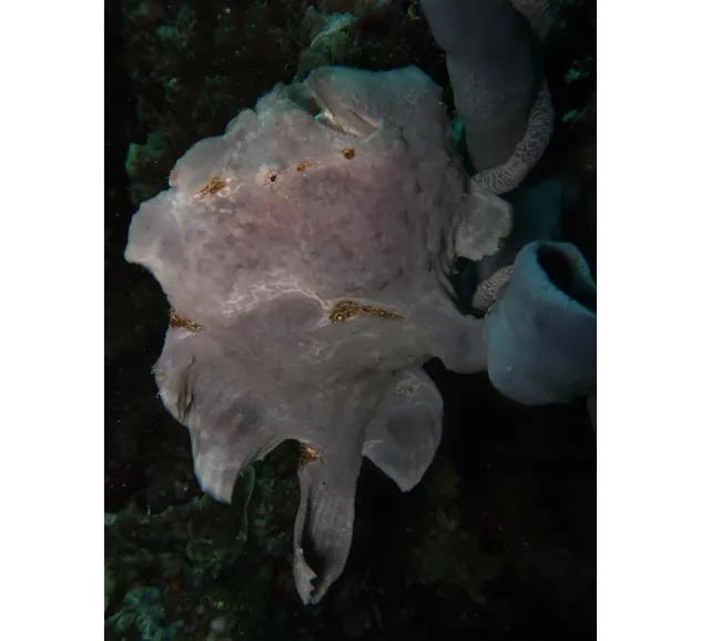 Filipinler Moalboal Dalış Turu 2