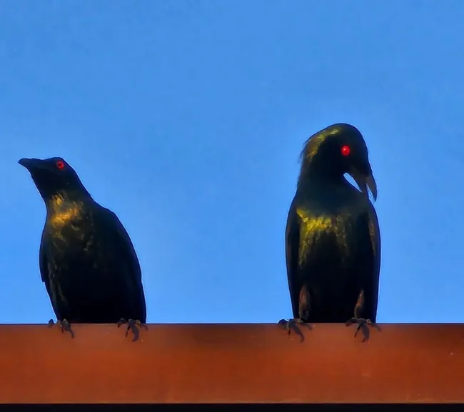 Filipinler Moalboal Dalış Turu 2