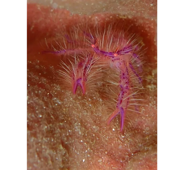 Filipinler Moalboal Dalış Turu 2