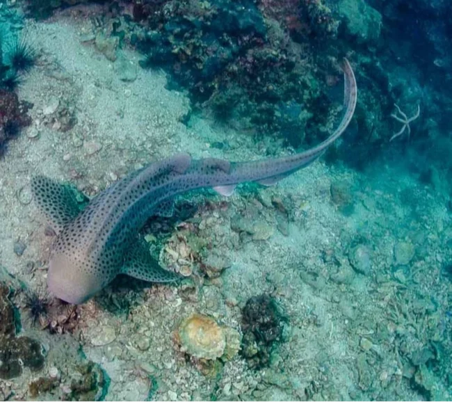 Phuket/Tayland Dalış Turu 2026 - Fotoğraf 8