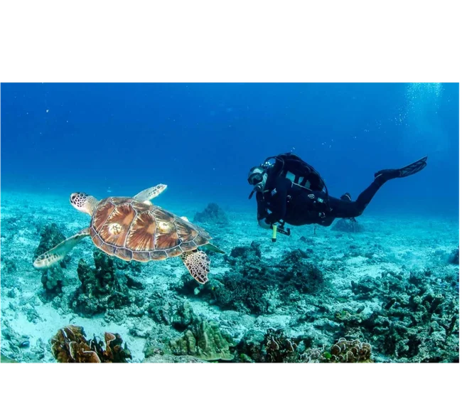 Phuket/Tayland Dalış Turu 2026 - Fotoğraf 9