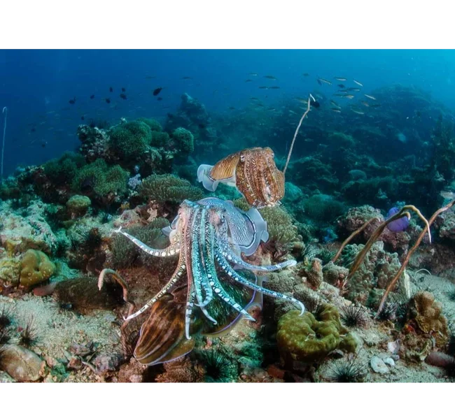 Phuket/Tayland Dalış Turu 2026 - Fotoğraf 12