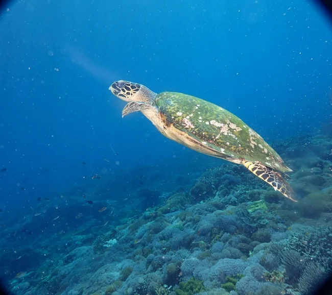 SCUBA-BAY Komodo Dalış Turu | Eylül 2026 - Fotoğraf 18