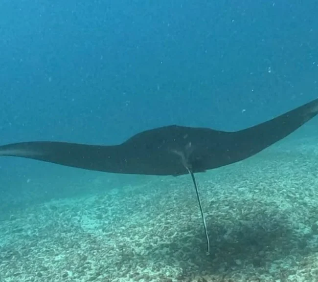 SCUBA-BAY Komodo Dalış Turu | Eylül 2026 - Fotoğraf 25