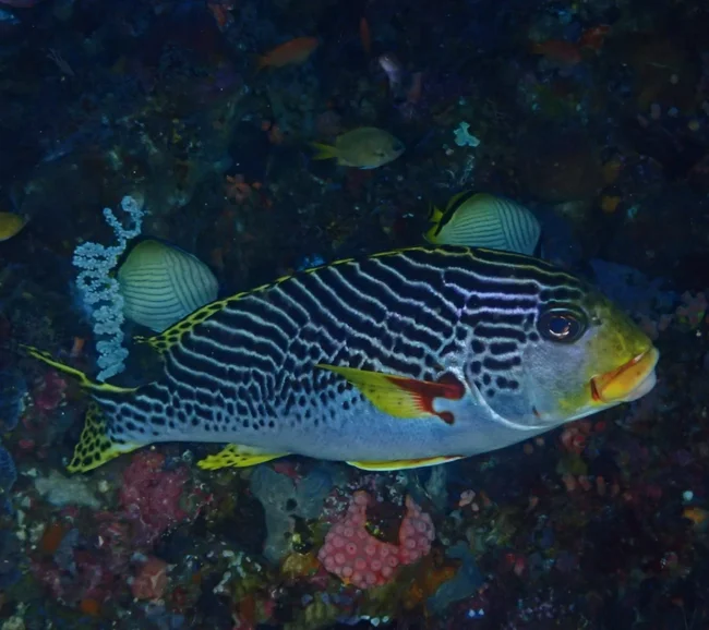 SCUBA-BAY Komodo Dalış Turu | Eylül 2026 - Fotoğraf 22