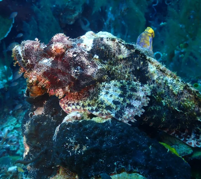 SCUBA-BAY Komodo Dalış Turu | Eylül 2026 - Fotoğraf 21
