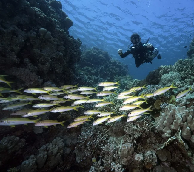 BDE/Kızıldeniz Dalış Turu - Fotoğraf 6
