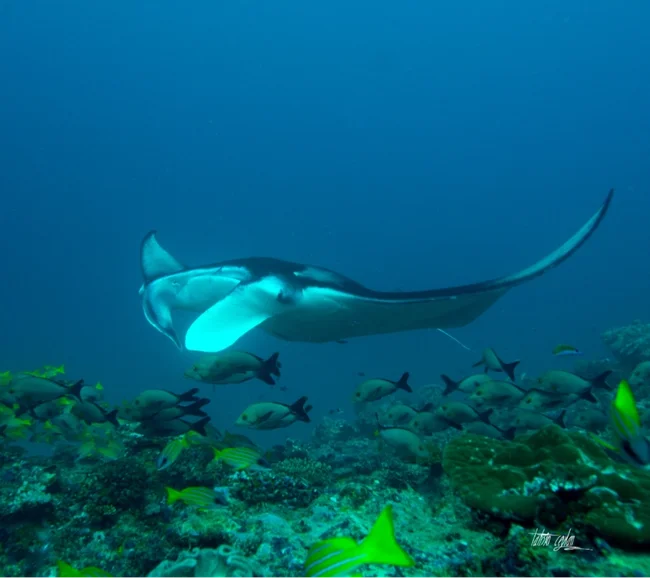MALDİVLER / HANIFARU BAY DALIŞ TURU - Fotoğraf 3