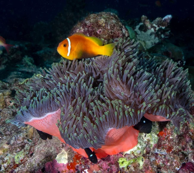 MALDİVLER / HANIFARU BAY DALIŞ TURU - Fotoğraf 7