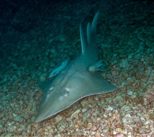 MALDİVLER / HANIFARU BAY DALIŞ TURU - Fotoğraf 5