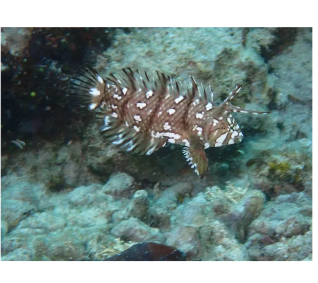 Filipinler Moalboal Dalış Turu