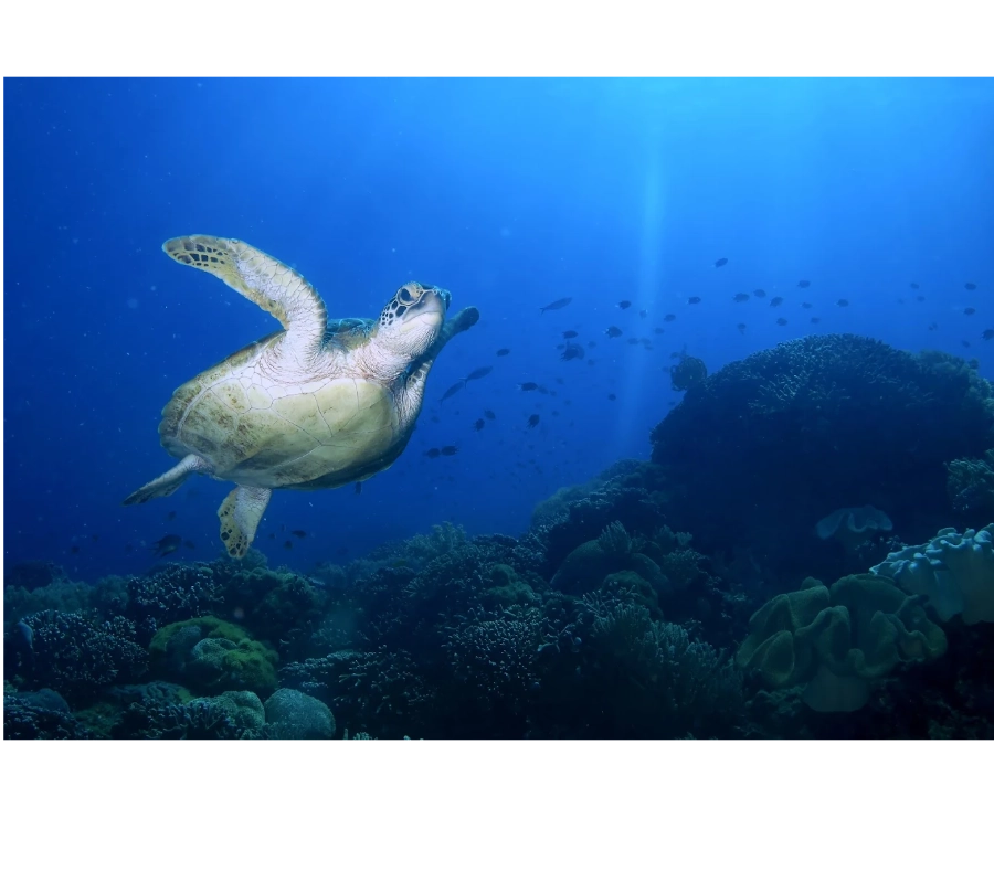 NEGROS FİLİPİNLER DALIŞ TURU 2