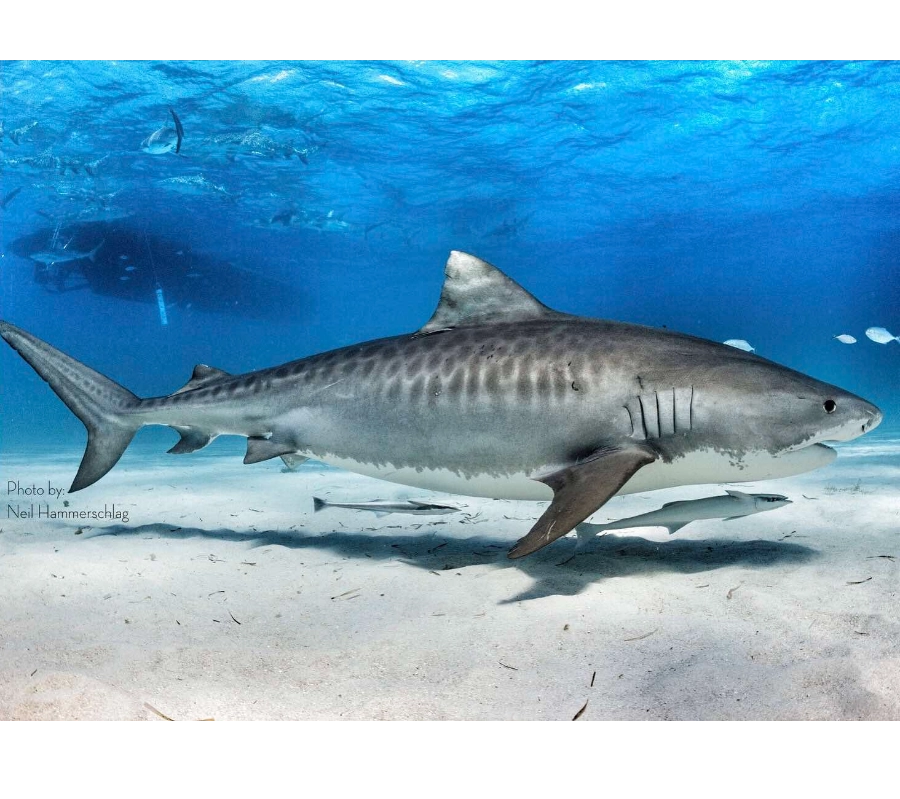 Maldivler Dalış Turu