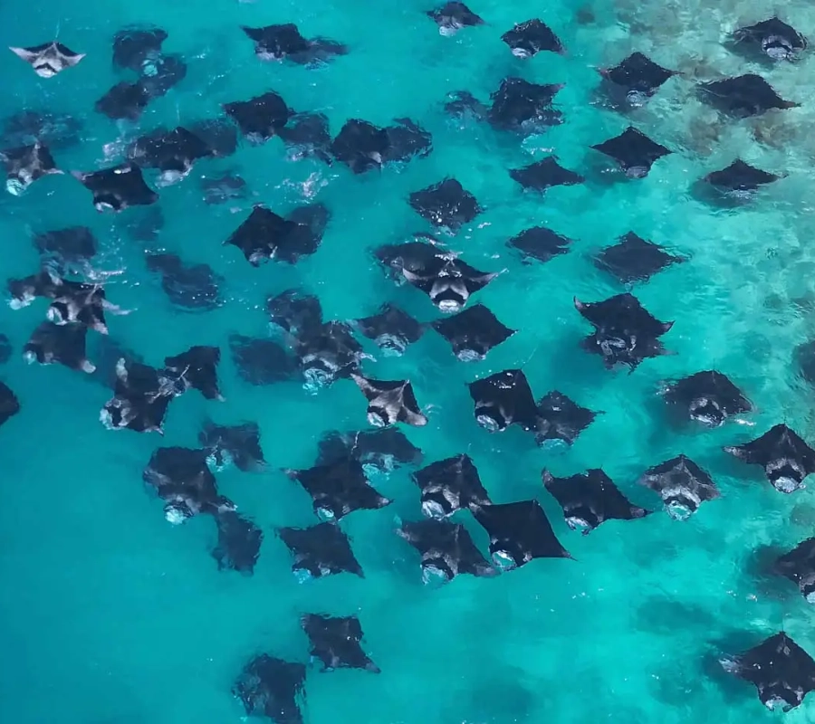 Maldivler Dalış Turu