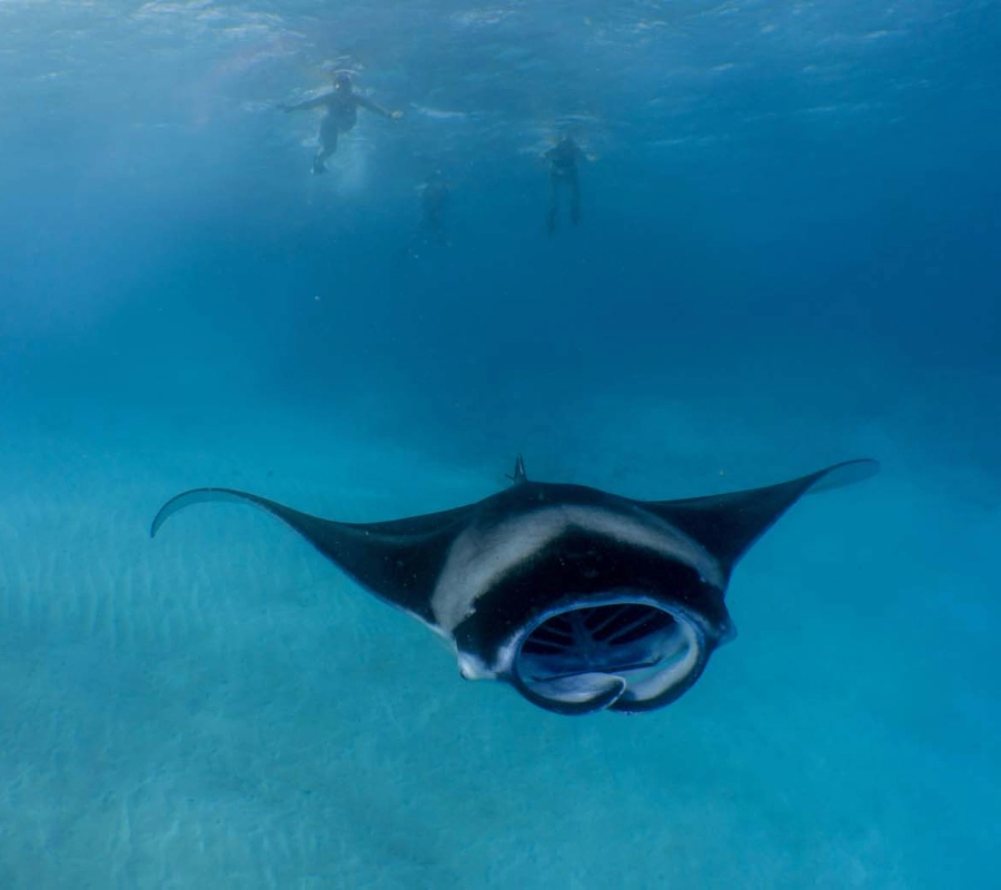 Maldivler Dalış Turu