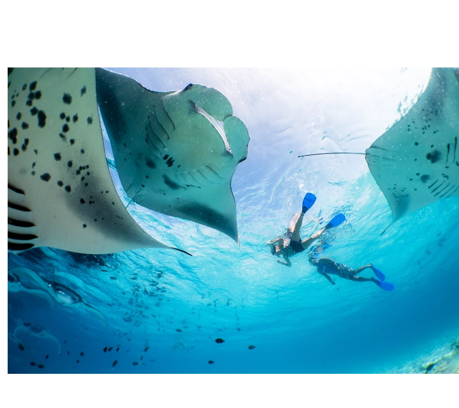 Maldivler Dalış Turu