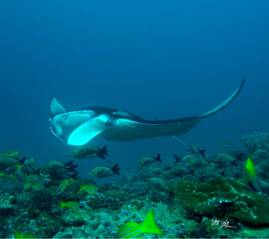 Güney Maldivler Tiger Shark Dalış Turu