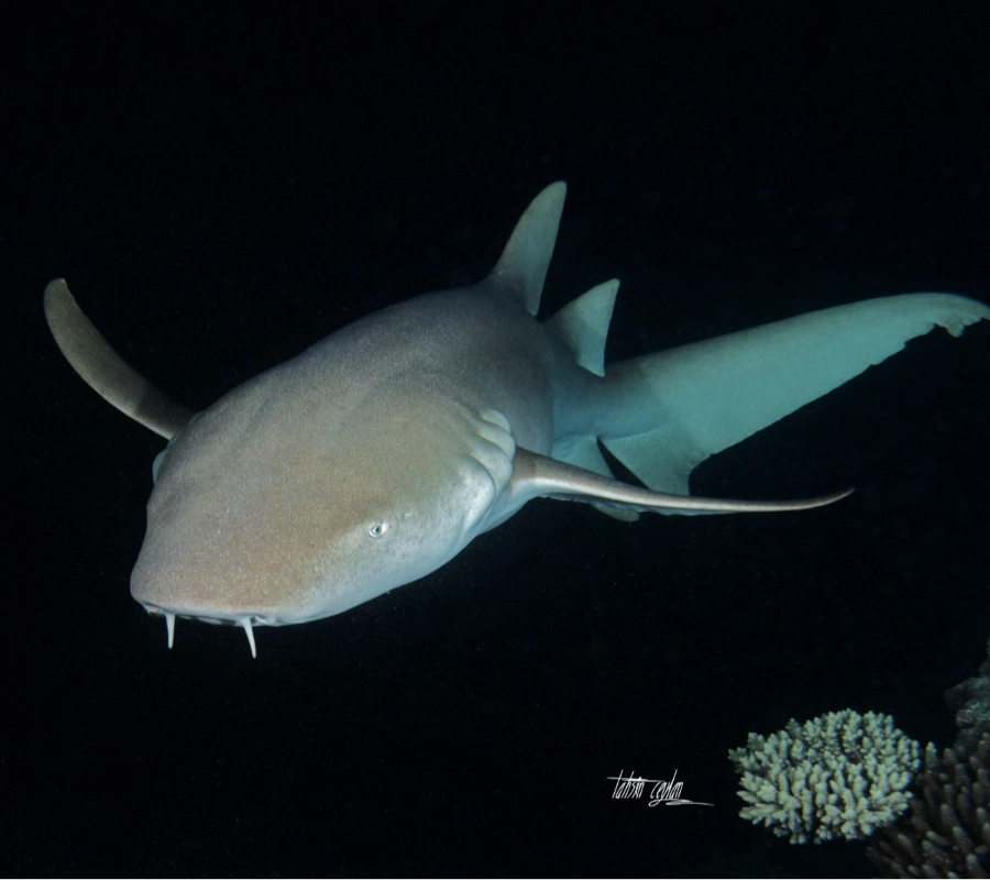 Maldivler Dalış Turu