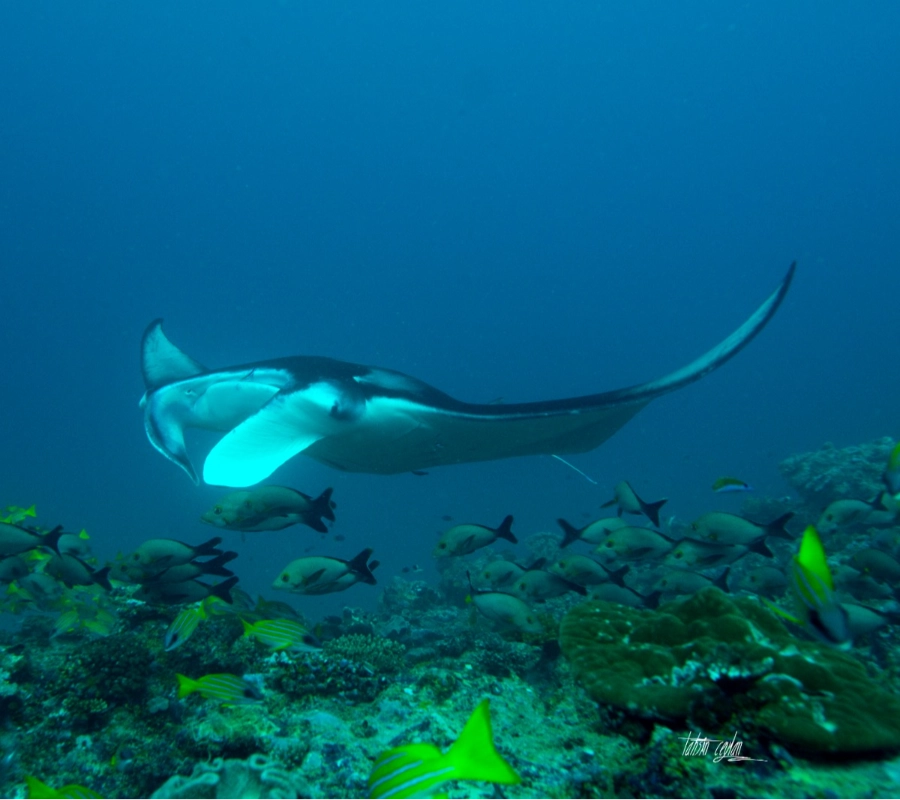 Maldivler Dalış Turu