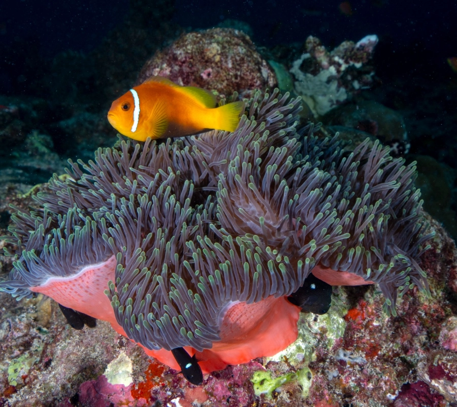 Güney Maldivler Tiger Shark Dalış Turu