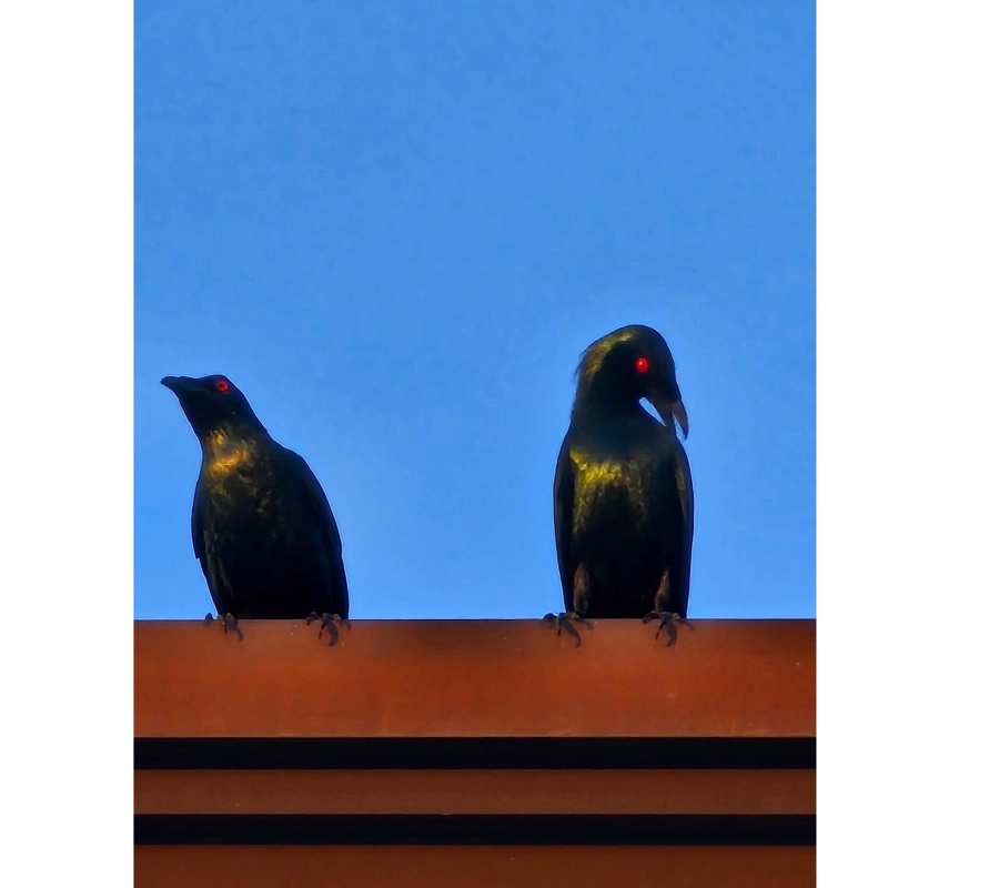 Filipinler Moalboal Dalış Turu