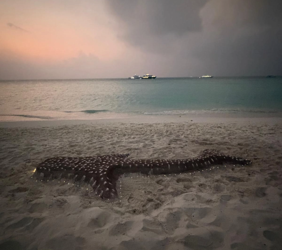 Maldivler Dalış Turu 2027