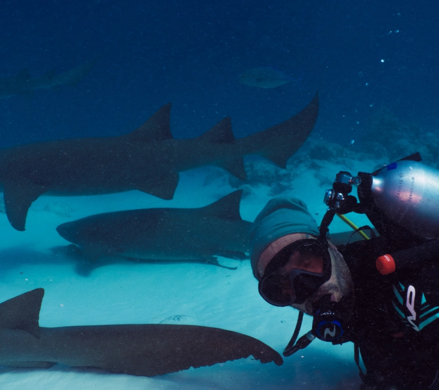 Güney Maldivler Tiger Shark Dalış Turu - Fotoğraf 7