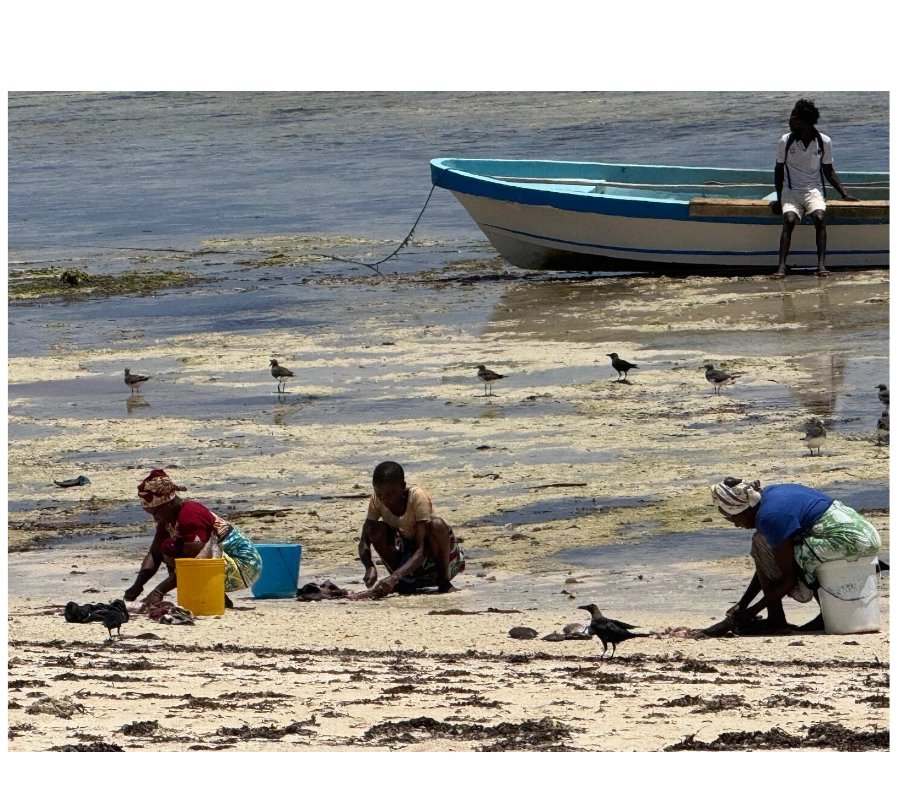 Kenya Dalış & Safari Turu