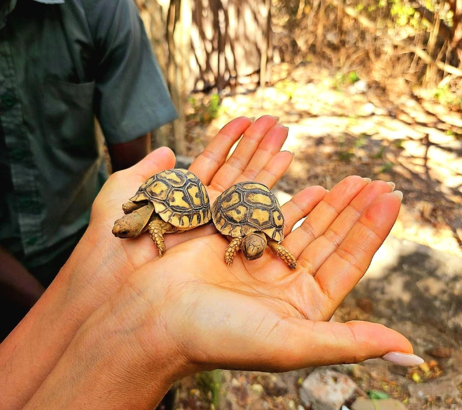 Kenya Dalış & Safari Turu