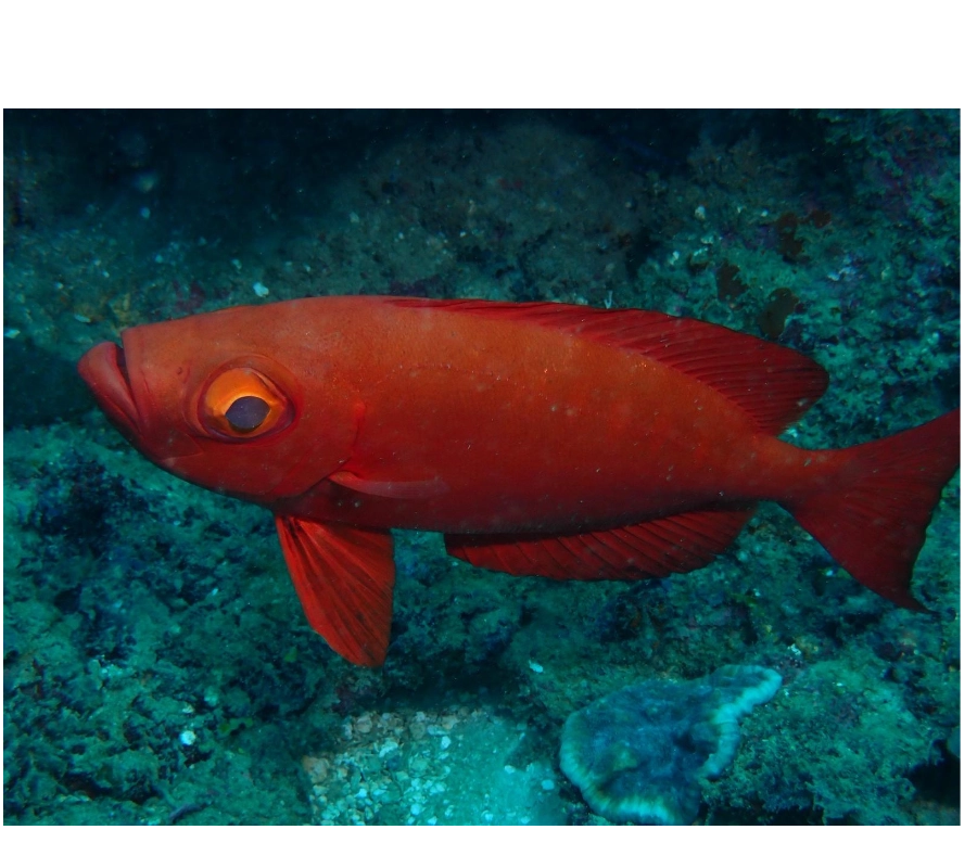 Kenya Dalış & Safari Turu