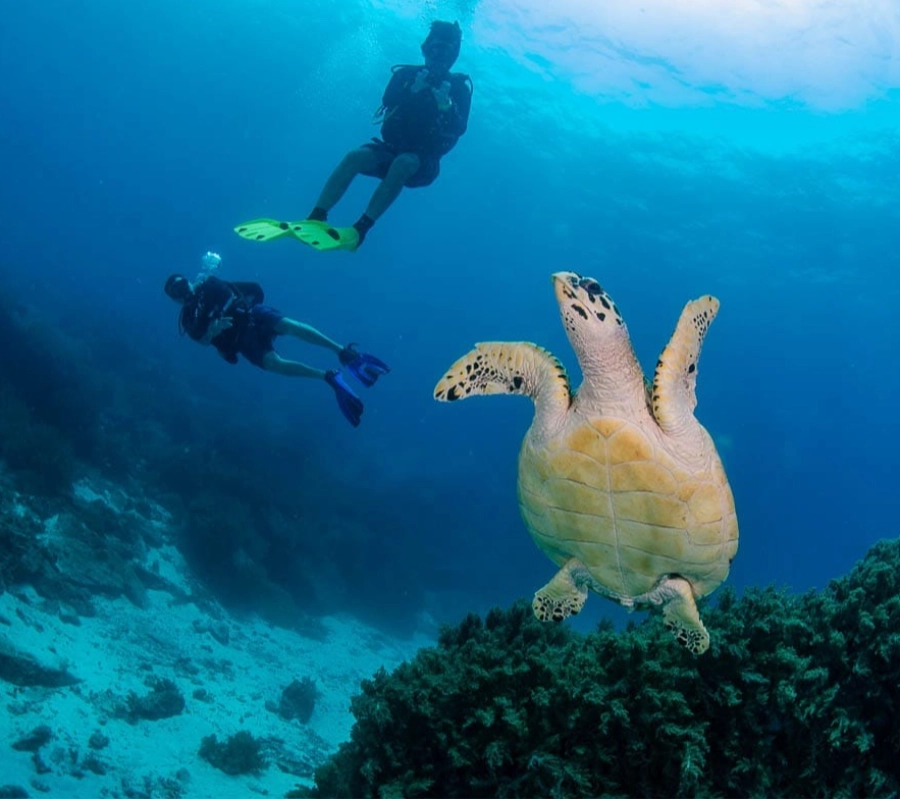 Phuket/Tayland Dalış Turu 2026 - Fotoğraf 10
