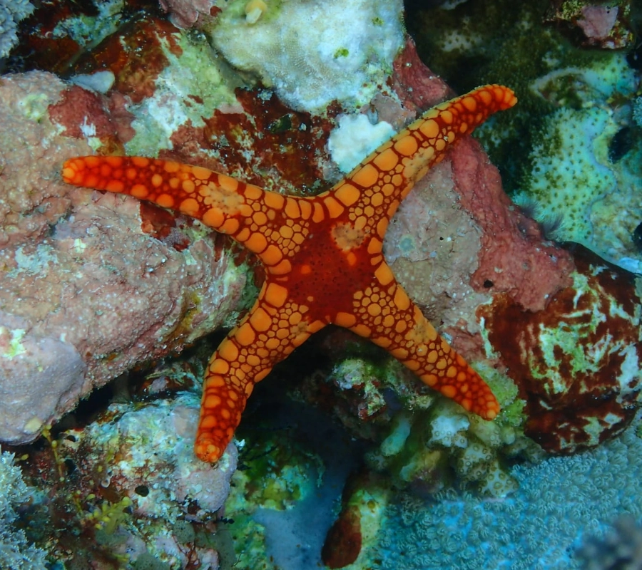 SCUBA-BAY Komodo Dalış Turu | Eylül 2026 - Fotoğraf 19