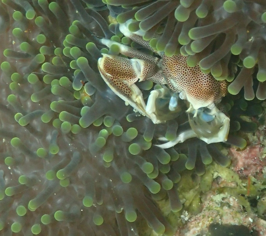 SCUBA-BAY Komodo Dalış Turu | Eylül 2026 - Fotoğraf 26
