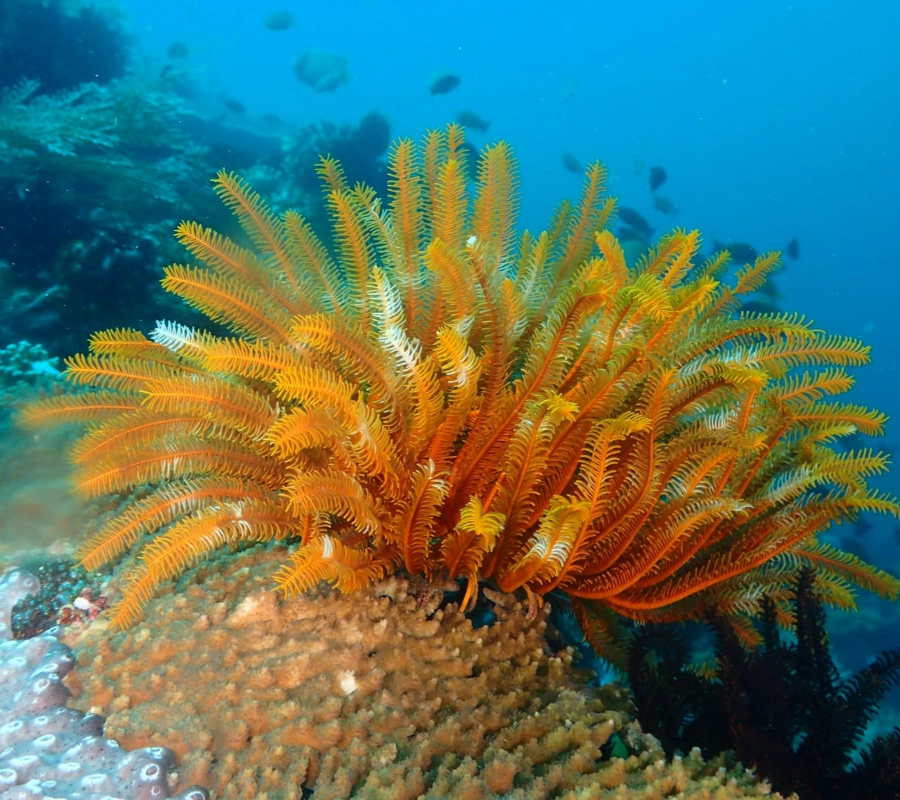 SCUBA-BAY Komodo Dalış Turu | Eylül 2026 - Fotoğraf 28