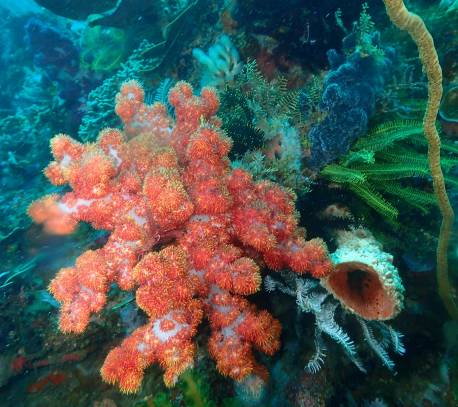 SCUBA-BAY Komodo Dalış Turu | Eylül 2026 - Fotoğraf 27